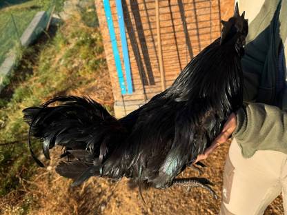 Bild 3:Ayam Cemani