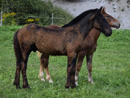 Bild 2:Walzerklang Nero Noriker Rapphengstfohlen zu verkaufen
