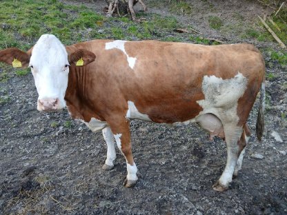 Fleckviehkuh in Milch