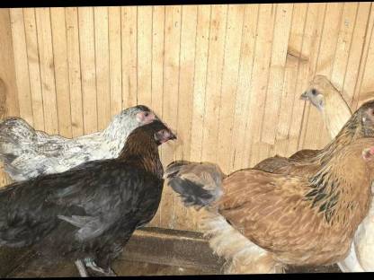 Bild 5:Legehennen von 2025