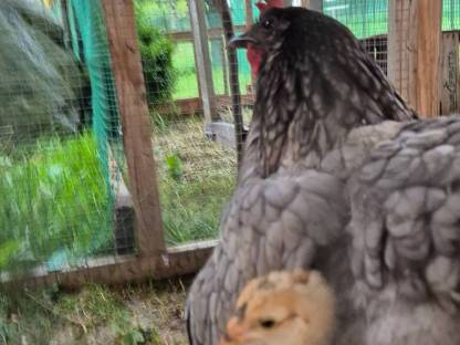 Bild 6:Gockel Hahn Jungtiere