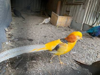 Bild 2:Pfaue / Fasane