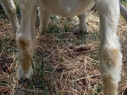 Bild 9:Wer will ein süßes Burenböcklein