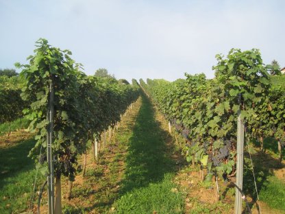 Bild 3:Verkaufe biozertifizierte Roesler-Trauben
