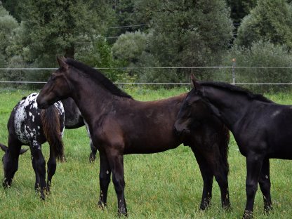 Bild 3:Waldmeister Nero Noriker Rapphengstfohlen zu verkaufen