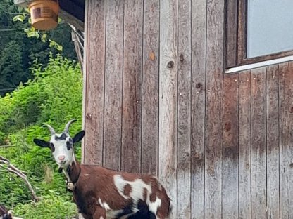 Bild 5:Tauernscheckenkitz zu verkaufen