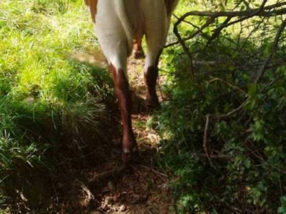 Bild 5:Verkaufe Kalbin