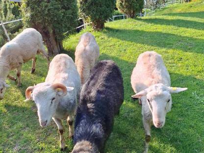 Bild 4:Krainer Steinschafe