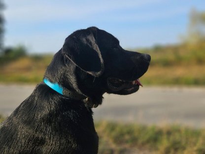 Bild 2:Labrador Deckrüde mit FCI Ahnentafel