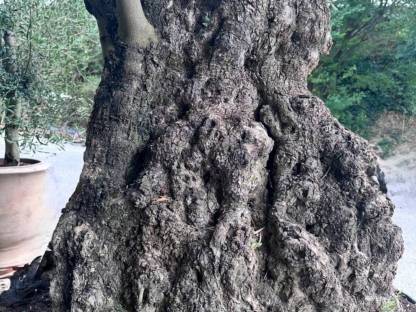 200-270 Jahre alter Olivenbaum