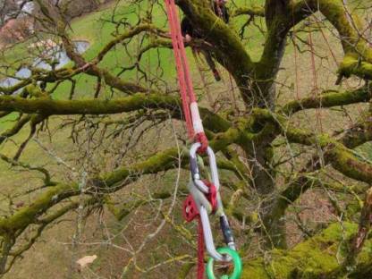 Bild 8:Spezialbaumfällung/Holzfällung