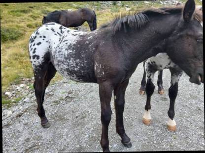 Bild 3:Hengstfohlen Lotus