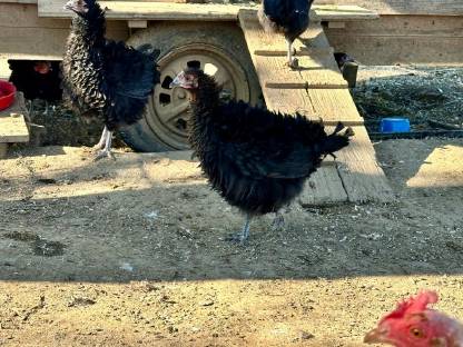 Strupphuhn Hennen