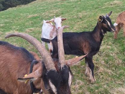 Bild 3:Ziegen: Buren und Aosta Mischling