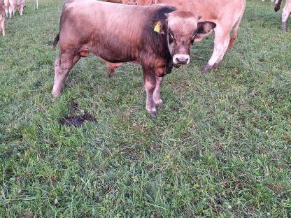 Murbodner Stier