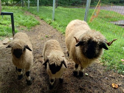 Walliser Aue mit Babys