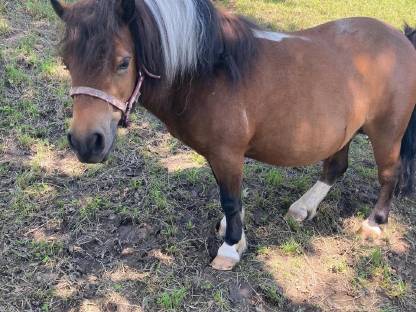 Bild 3:Mini-Shetlandponys