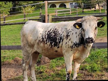 Bild 2:Belegfähige Pustertaler Kalbin