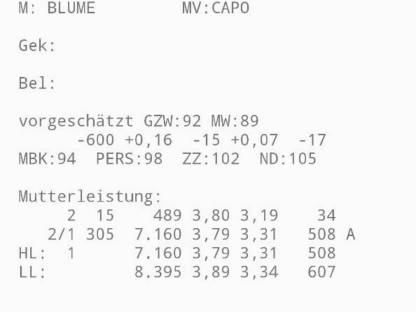 Bild 6:Blüem Stierkalb