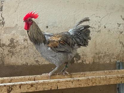 Bild 2:Reinrassige Hähne