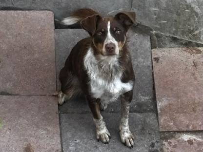 Bild 8:Border Collie Hündin