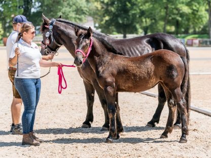 Bild 7:Norikerstutfohlen
