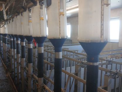 Bild 2:Aufstallung für Zuchtschweine