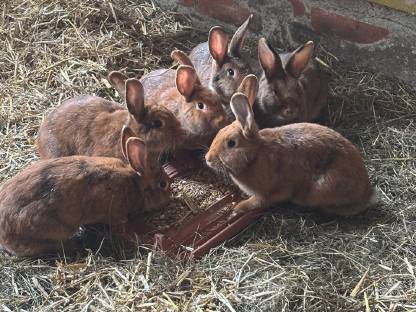 Bild 4:Weibliche Hasen