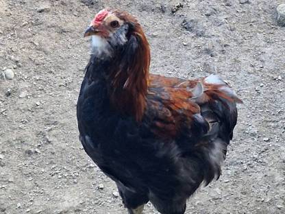 Bild 2:Araucana Hähne