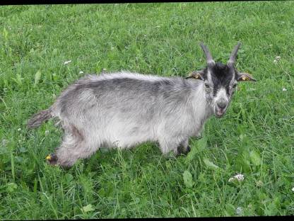 Bild 3:Blobeziegenkitz männlich