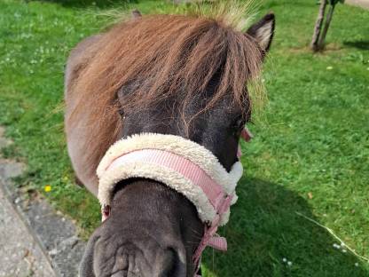 Bild 9:Minishetty Hengstfohlen
