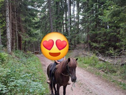 Islandpferd/Familienpferd