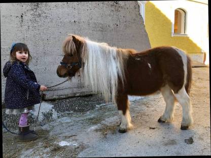 Bild 3:Shetlandpony Wallach