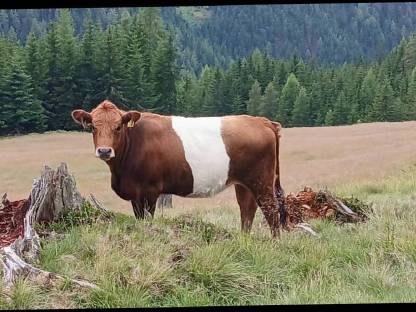 Bild 2:Galloway Kalbin