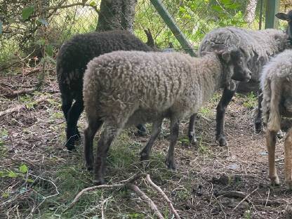 Bild 6:Liebe kleine oussant widder suchen ein neues zuhause