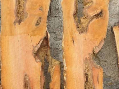 Bild 4:Birnbaum Eichen