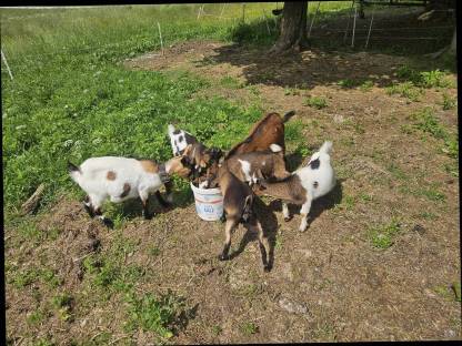 Bild 2:Zwergziegen und Zwergziegenbock