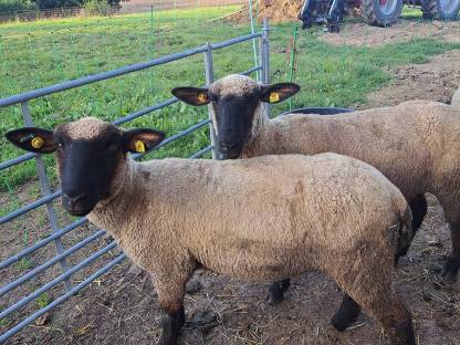 Bild 2:Schwarzkopf-Lämmer