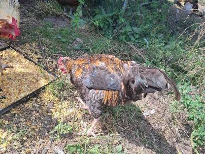 Bild 6:2 Junghähne suchen neues Zuhause