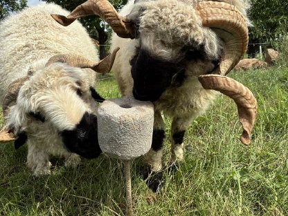Bild 3:Walliser Schwarznasen Herde