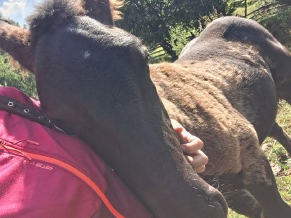 Bild 3:Noriker Hengstfohlen