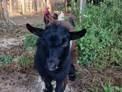 Bild 3:lieber Bock zu vergeben