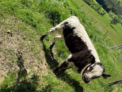 Bild 3:Pustertaler Sprinzen Stierkalb