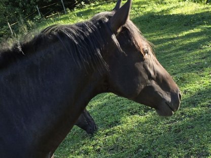 Bild 9:2,5-jähriger Quarter Horse Hengst