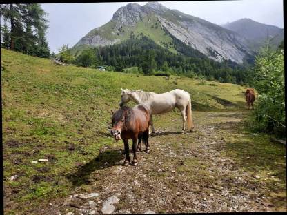 Bild 3:Problem-Pony sucht neues Zuhause: Pony Stute Polly