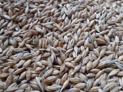 Bild 5:Bio-Getreide 2025