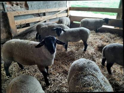 Bild 2:Suffolk Jungwidder aus Herdbuchzucht