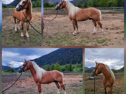 Haflinger für Sport & Freizeit