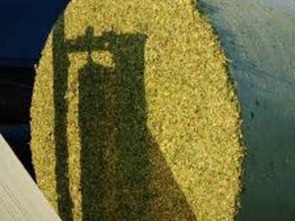 Bild 2:Maissilageballen und Grassilageballen