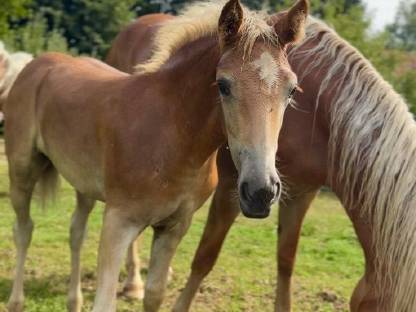 Bild 3:Haflingerstutfohlen Raya